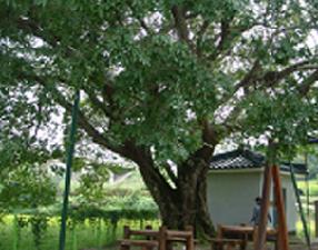 용소리 팽나무 이미지1