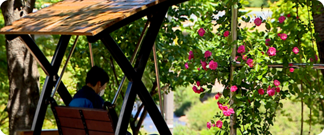 구목정공원 장미터널