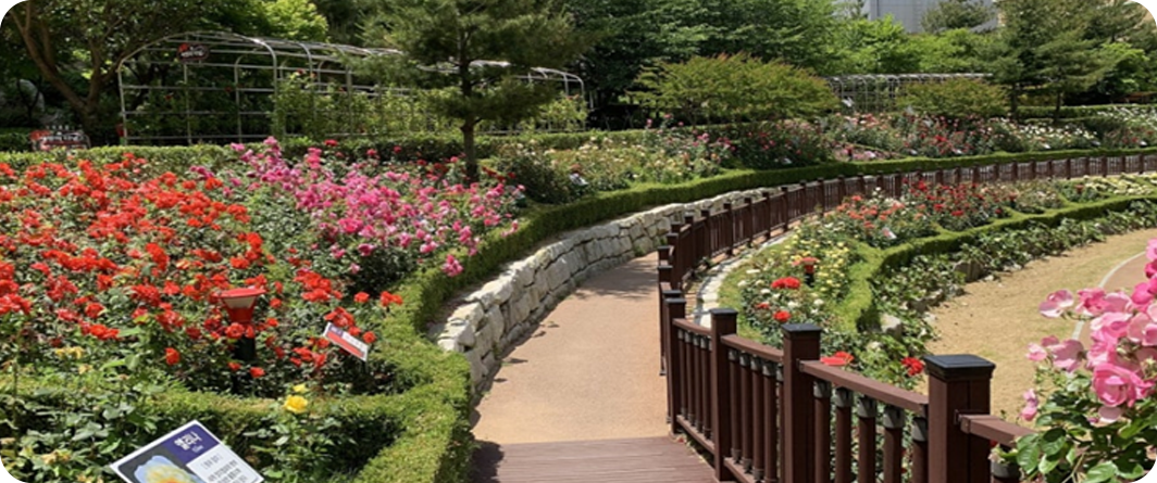 구목정공원 장미터널