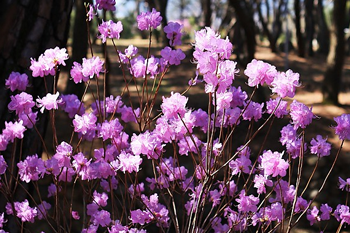 The flower of Gijang (county Flower) : azalea