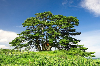 The Tree of Gijang (county wood): Big Cone Pine