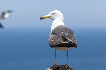 The bird of Gijang (county bird): seagull