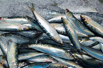 The fish of Gijang: (county fish): anchovy