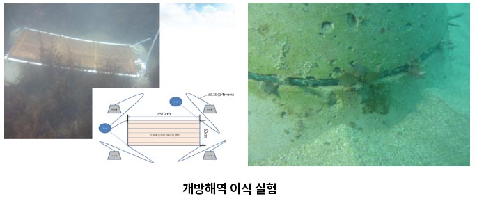 개방해역 이식 실험