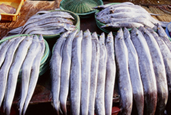 Gijang Fresh Cutlass Fish