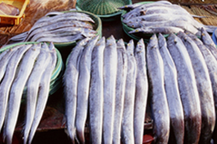 기장생갈치 관련이미지