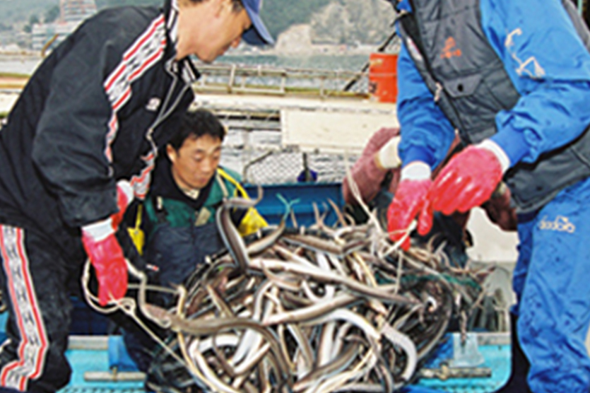 기장붕장어 관련이미지