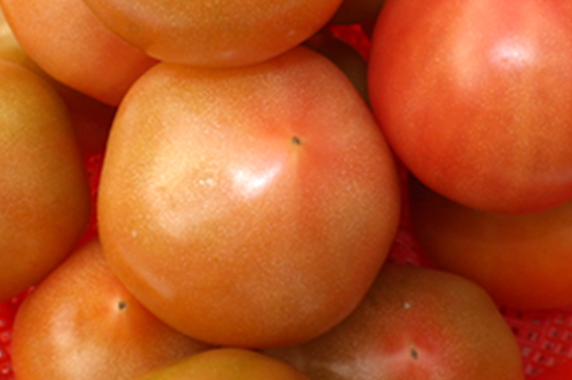 기장토마토 관련이미지