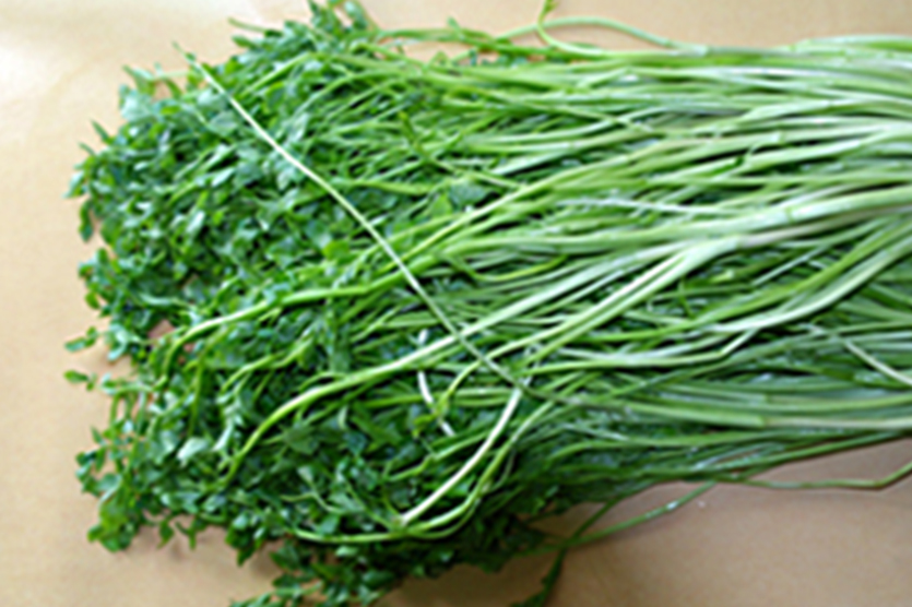 기장미나리 관련이미지