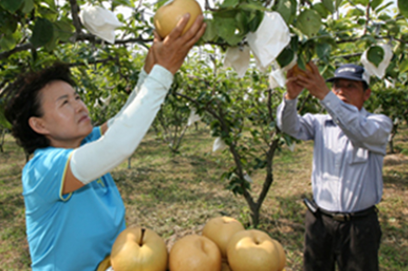 기장장안배 관련이미지