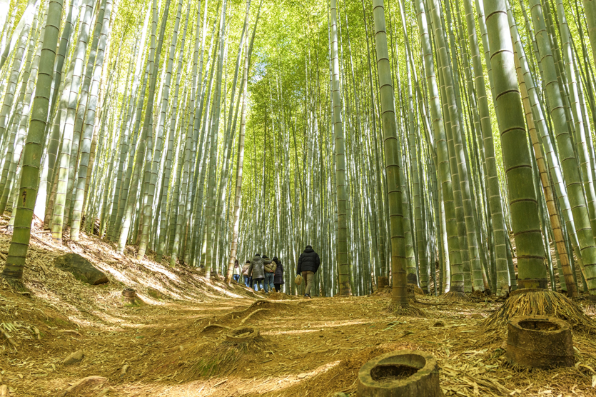 대나무숲길 관련이미지