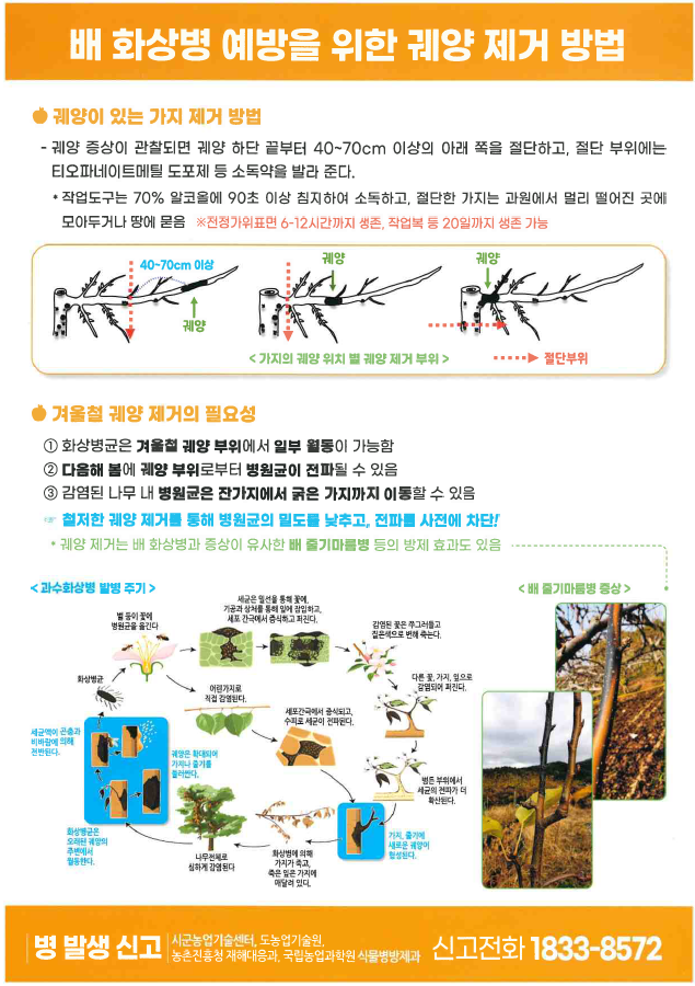 배 화상병 궤양 증상과 제거 방법 첨부 이미지