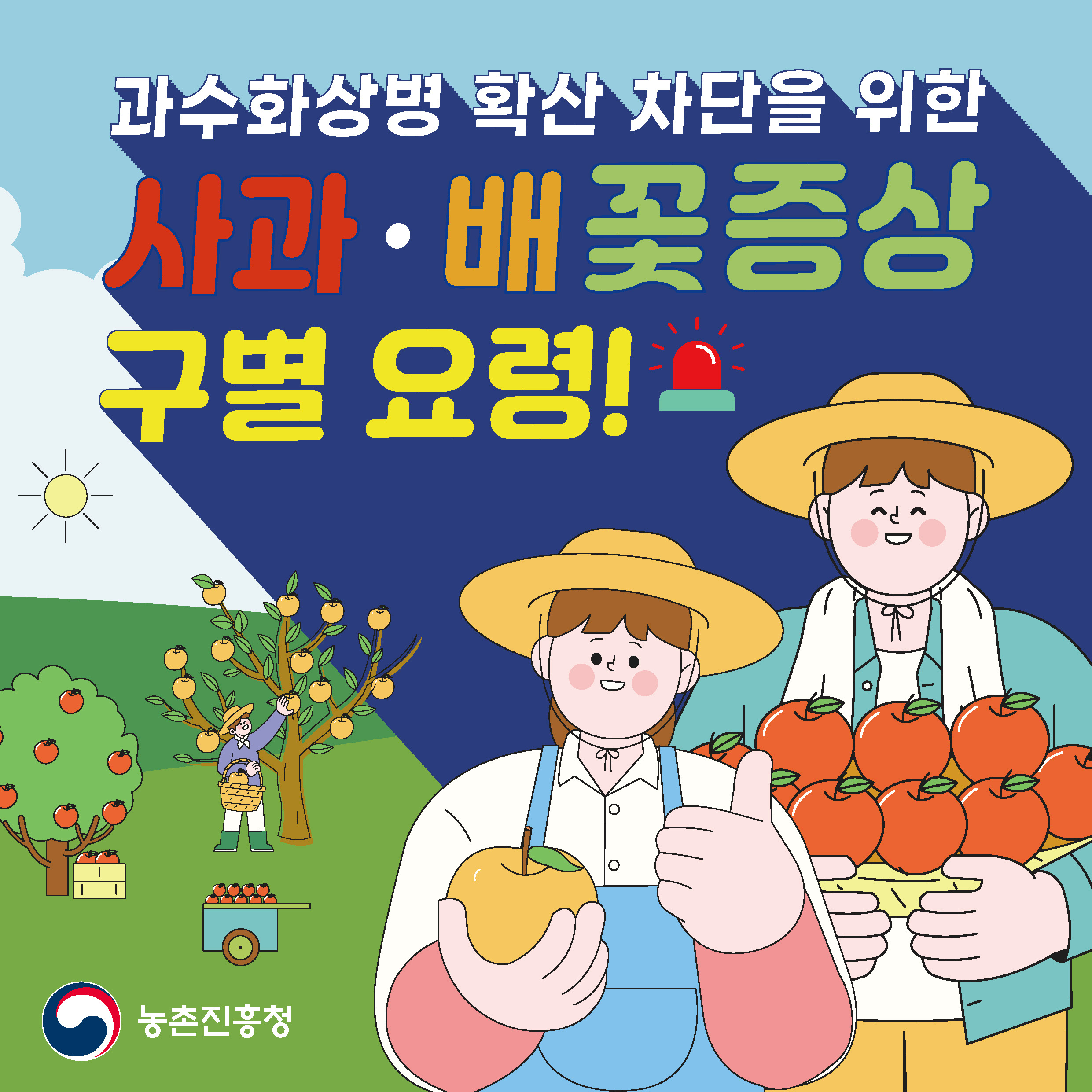 과수화상병 사과·배 꽃 증상 구별요령 카드뉴스 첨부 이미지
