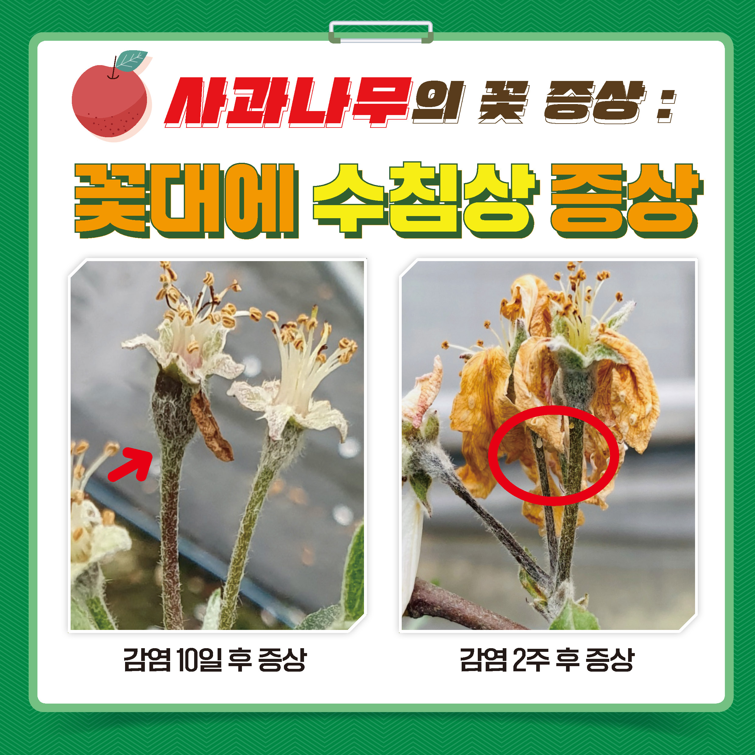 과수화상병 사과·배 꽃 증상 구별요령 카드뉴스 첨부 이미지