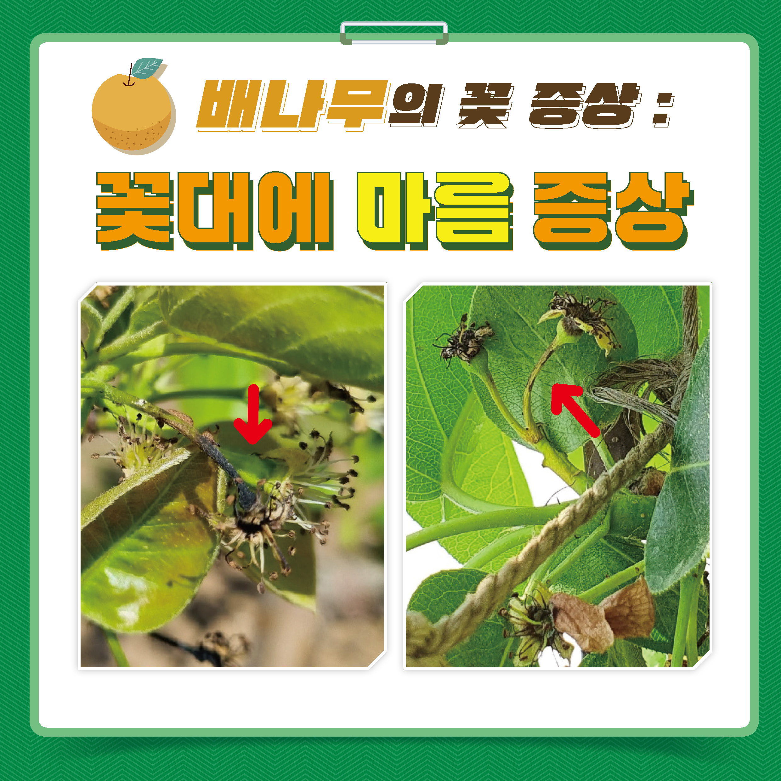 과수화상병 사과·배 꽃 증상 구별요령 카드뉴스 첨부 이미지