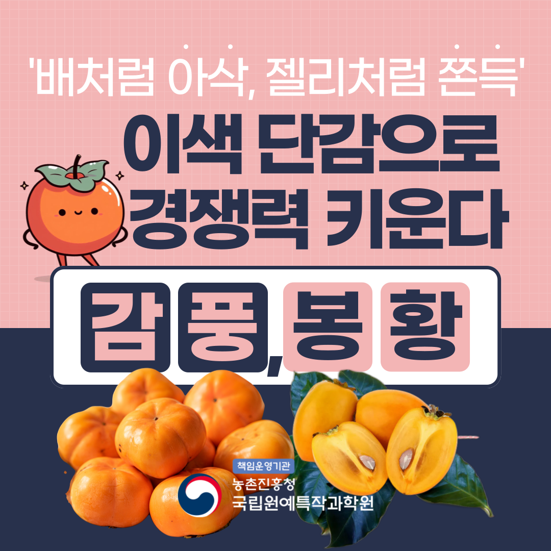 [카드뉴스] 이색 단감으로 경쟁력 키운다 감풍, 봉황 첨부 이미지