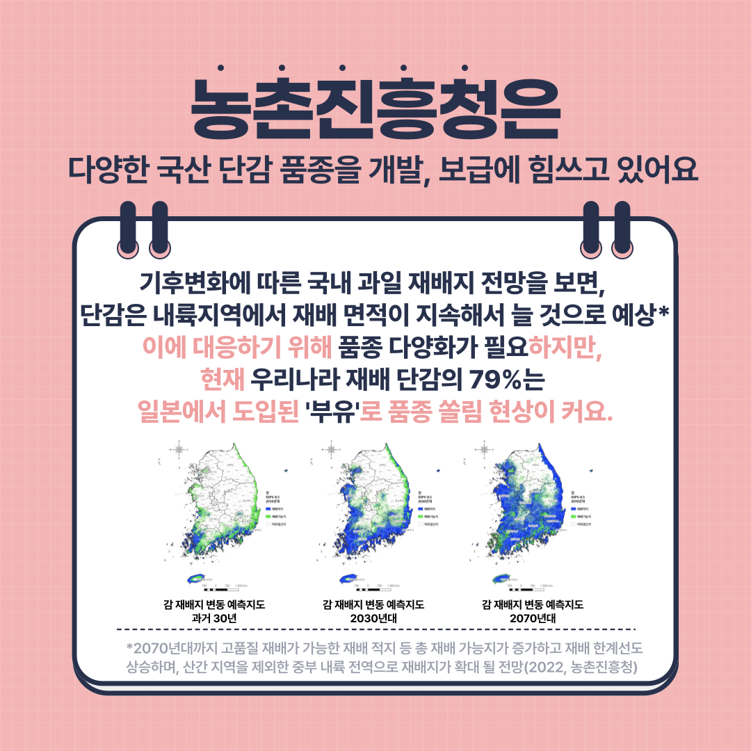 [카드뉴스] 이색 단감으로 경쟁력 키운다 감풍, 봉황 첨부 이미지