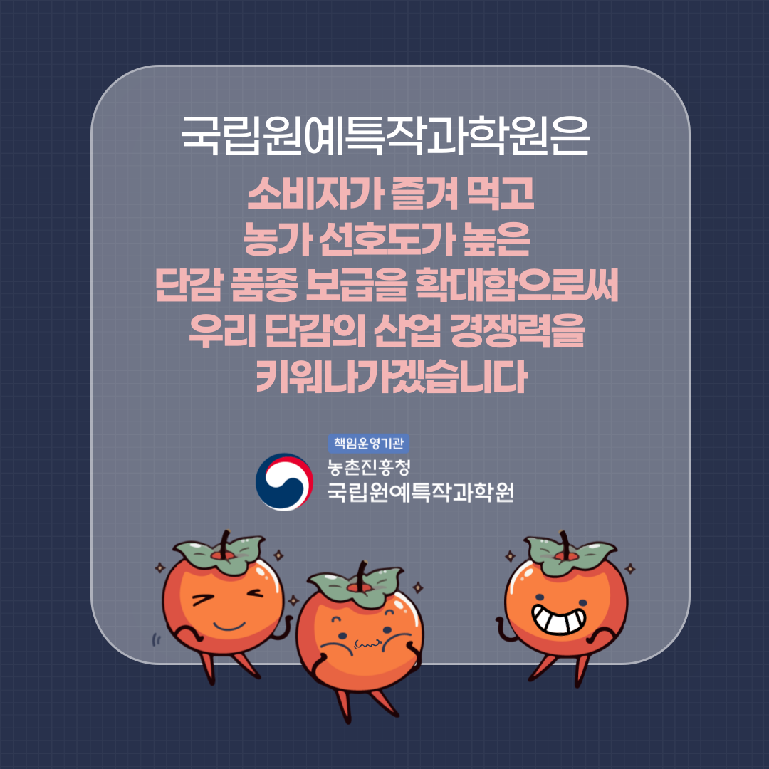 [카드뉴스] 이색 단감으로 경쟁력 키운다 감풍, 봉황 첨부 이미지