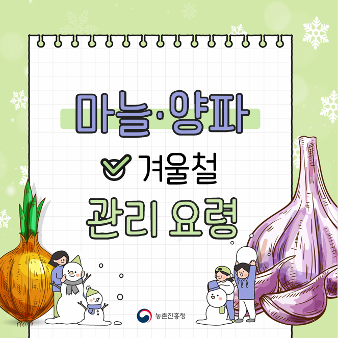 [카드뉴스] 마늘, 양파 겨울철 관리요령 첨부 이미지