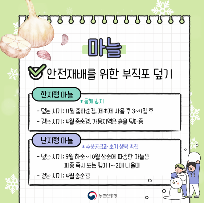 [카드뉴스] 마늘, 양파 겨울철 관리요령 첨부 이미지
