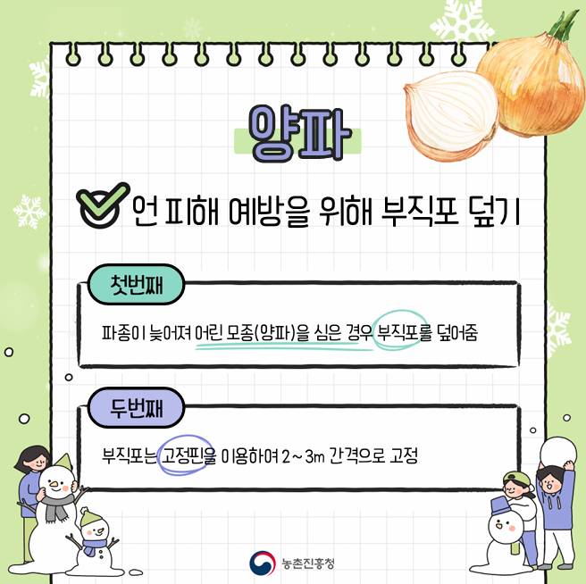 [카드뉴스] 마늘, 양파 겨울철 관리요령 첨부 이미지