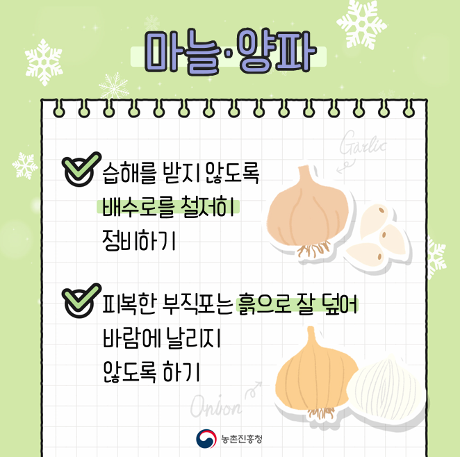 [카드뉴스] 마늘, 양파 겨울철 관리요령 첨부 이미지