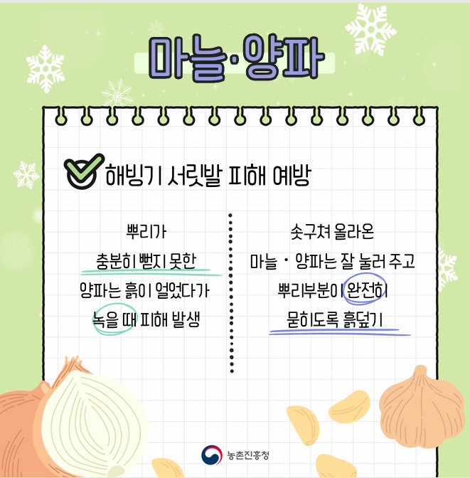 [카드뉴스] 마늘, 양파 겨울철 관리요령 첨부 이미지