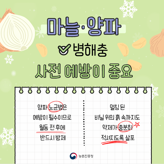 [카드뉴스] 마늘, 양파 겨울철 관리요령 첨부 이미지