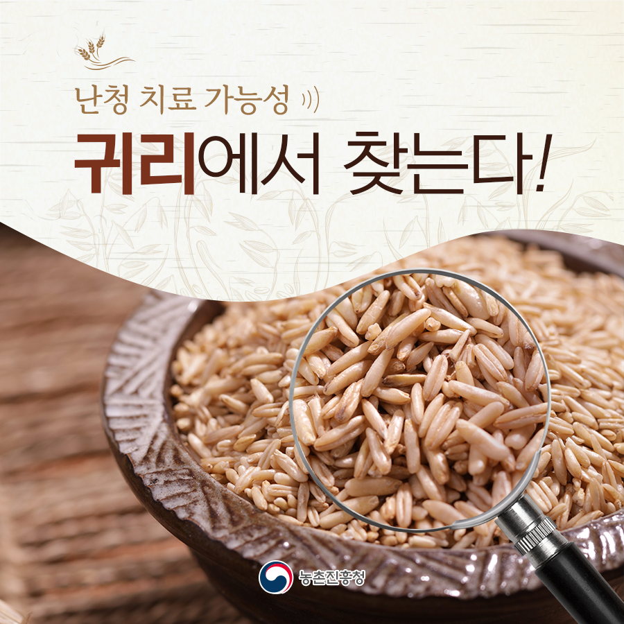 [카드뉴스] 난청 치료 가능성 귀리에서 찾는다! 첨부 이미지