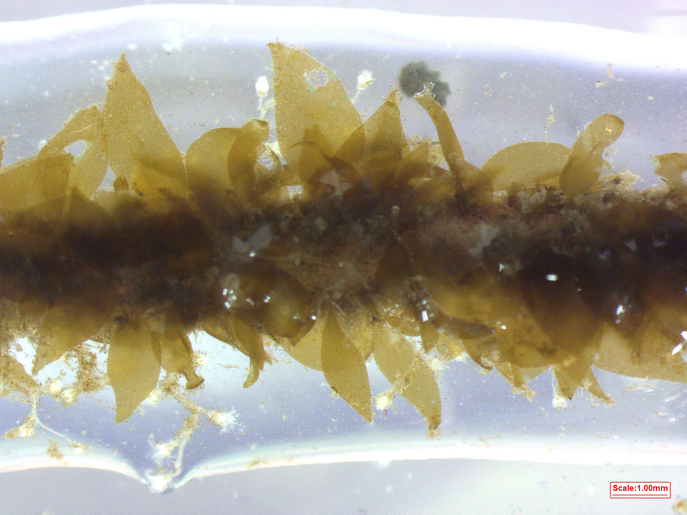 보도자료(2025.11.)_기장군, ‘자체생산 기장미역 종자’양식어업인 보급 첨부 이미지