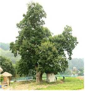 장안리 느티나무