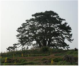 기장 죽성리 해송(機張竹城里海松)