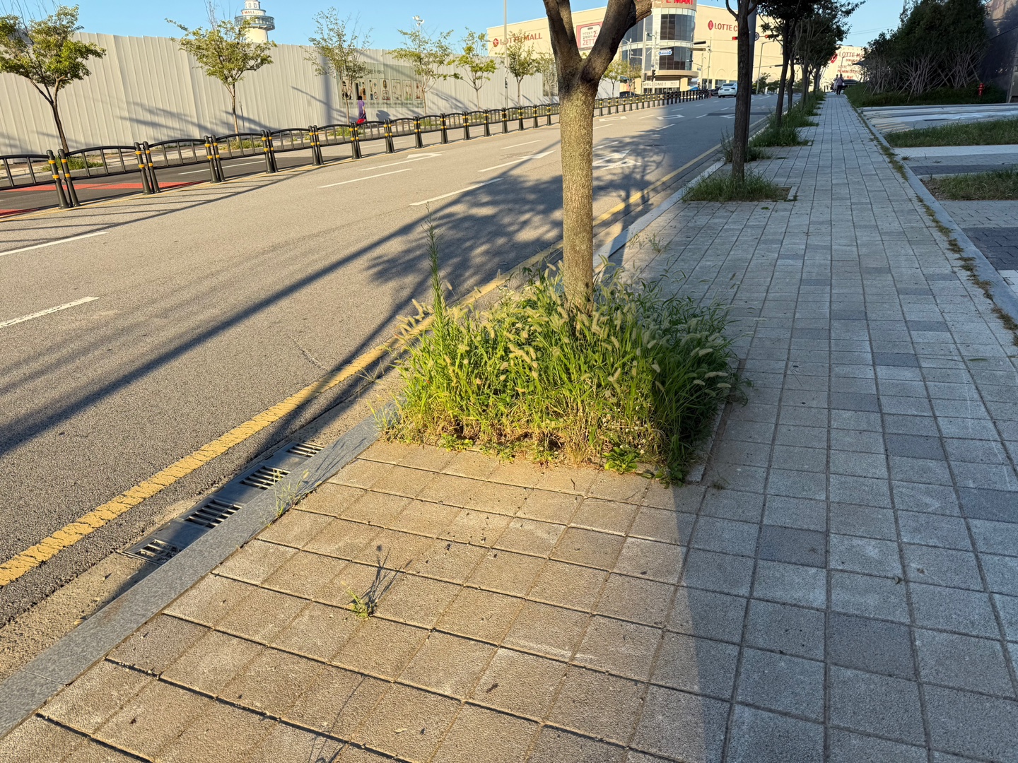 신축건물, 공원 인접 보도의 잡풀 정리 필요 첨부 이미지
