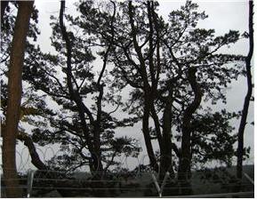 학리 소나무 이미지1